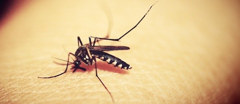 Foram registradas notificações para dengue em 374 dos 399 municípios paranaenses, com 244 em epidemia e 31 em alerta