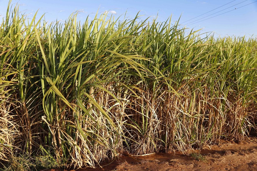  A medida atinge 21 usinas, além de produtores rurais de cerca de 600 mil hectares em todo o Paraná