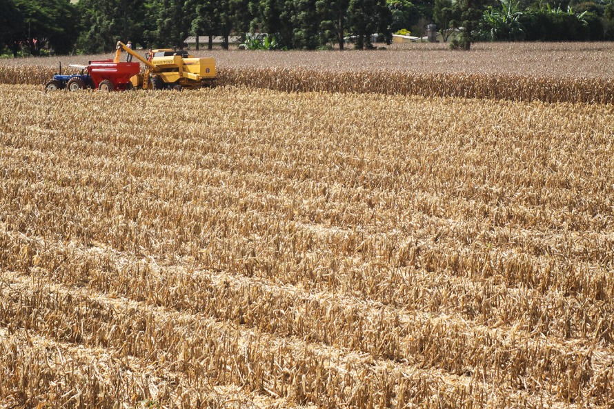 Os dados mostram que mais de 850 mil hectares já foram colhidos, o que representa 37% da área total estimada de plantio
