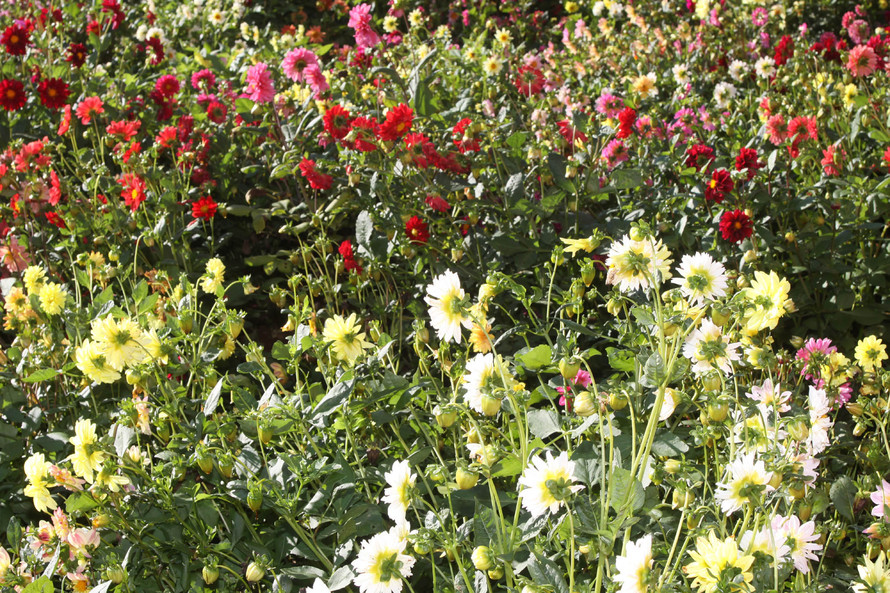 Mas, embora com menor intensidade, há outras culturas que também ajudam tanto no valor financeiro global quanto na geração de renda para pequenos produtores. Entre essas está a floricultura