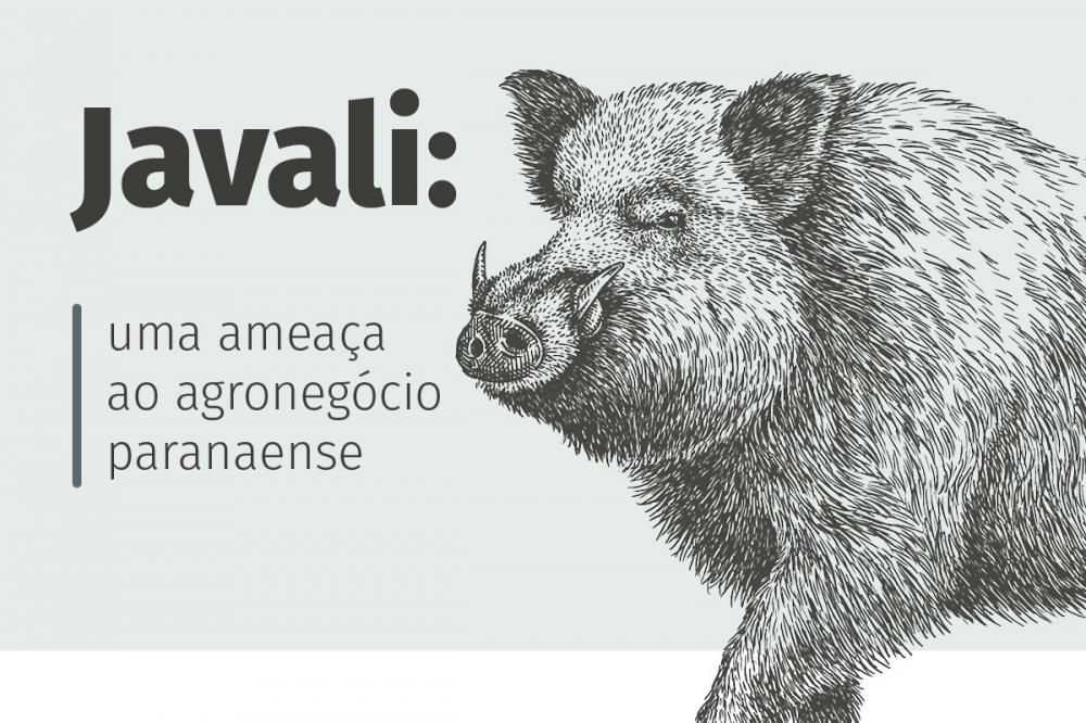 Conforme o mapeamento mais recente do Ministério da Agricultura, Pecuária e Abastecimento (Mapa), os javalis estão presentes em pelo menos 88 municípios do Paraná